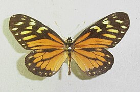 Charonias eurytele