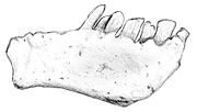 Thumbnail for Chilesaurus diegosuarezi