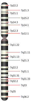 7號染色體