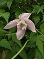 Clematis alpina