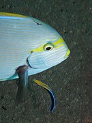 L. dimidiatus with a client surgeonfish در یک   ایستگاه پاکسازی.