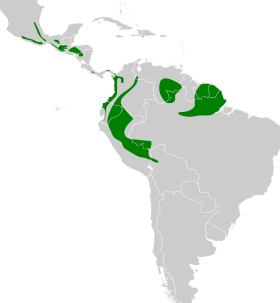 Distribución geográfica del ticotico castaño.