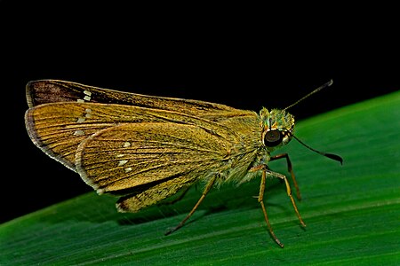 Ventral view