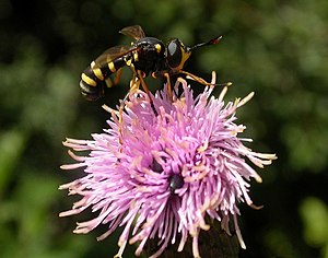 Insekt som pollinerar en blomma