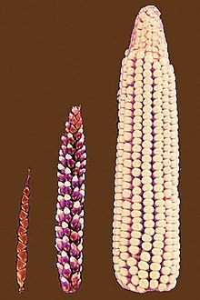 Selective breeding transformed teosinte's few fruitcases (left) into modern maize's rows of exposed kernels (right). Cornselection.jpg