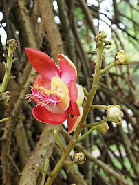 Fleur de Boulet de canon (Couroupita guianensis), lécythidacée américaine. (définition réelle 2 454 × 3 264)