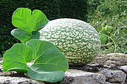 Cucurbita ficifolia Comestible sólo su pulpa cuando está madura, pero el sabor es fácilmente distinguible de los "zapallos" y se lo utiliza principalmente para hacer dulces, aparentemente el color y tamaño de la foto, la pulpa es blancuzca amarillenta y muy fibrosa, que se deshace en hebras, entre las que están las semillas que son negras (y comestibles[20]​[107]​). Alcayota en el sur de Argentina y Chile, cayote[109]​ en el noroeste de Argentina, lacayote[109]​ o lacahuite[109]​ en Perú, chilacayote[110]​[9]​[109]​ en México, aparentemente nombres derivados del último que a su vez deriva del Nahuátl[109]​. En Perú también "calabaza",[111]​[112]​ en algunas regiones parece que es la única "calabaza" comestible (a las de usos no alimenticios las pueden llamar calabaza también, y a 'Butternut' también), y el nombre puede indicar la región en la que la cultivan: "calabaza chiclayo",[20]​ "calabaza de Shismay",[111]​ etc. En Colombia: "Victoria"[9]​ o "Mexicana".[9]​ "Calabaza para cabello de ángel" (para preparar cabellos de ángel, un dulce azteca[cita 73]​) en México y Venezuela. "Calabaza confitera" (para hacer confites) o "Calabaza almizclera" en España. "Cidra" en Uruguay[113]​. En internet puede verse traducida de "Malabar gourd" en inglés a "calabaza malabares" (el nombre es porque en el mundo de habla inglesa se creyó en un momento que venía de la región de Malabar[114]​).