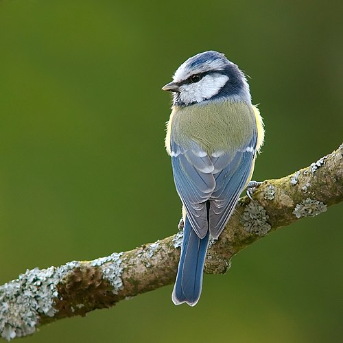 Обыкновенная лазоревка (Cyanistes caeruleus)