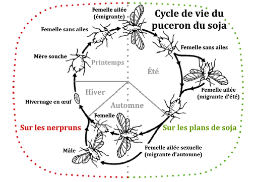 Les différentes phases de la vie d'un puceron selon les saisons.