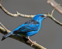 Цукрист блакитний (Dacnis cayana)