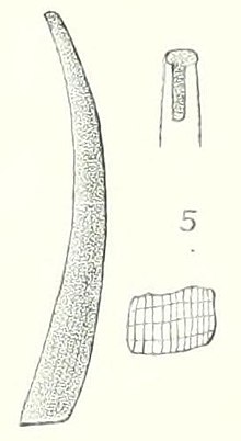 "Antalis diarrhox", 17.5 × 2.2 mm