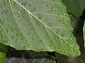 Dew on leaf.JPG