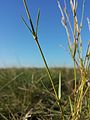 Stielrunder, grasgrüner Stängel mit vom Grund an schmäler werdenden Laubblättern.