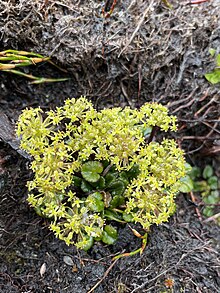 Diplaspis cordifolia