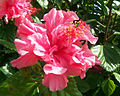 Hibiscus Rosa