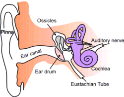 250px-Ear-anatomy-text-small-en.png