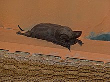 Egyptian Free-tailed Bat (Tadarida aegyptiaca) (6857006746).jpg
