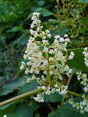 English: Fallopia japonica, Polygonaceae, Japa...