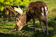 Mature buck showing common darker colouring of a winter coat with lighter area around the tail Fallow buck deer with palmate antlers in sunlight.jpg