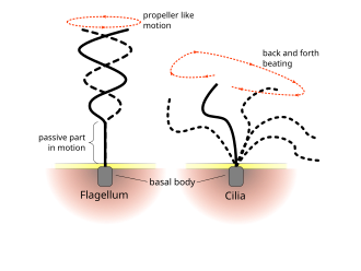 Difference of beating pattern of flagellum and cilium Flagellum-beating.svg