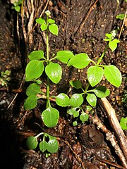 葉は4輪生し、明確な葉柄がある。茎に4稜があるが毛はない。