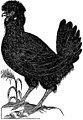 Paduan Hen