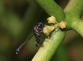 Male carrot wasp (Gasteruption sp.) on flowering pencil euphorbia