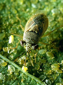 Geocoris punctipes.jpg