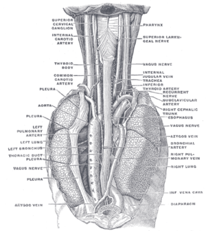 The position and relation of the esophagus in ...