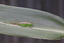 Conocephalus upoluensis