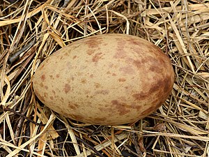 Egg on nest