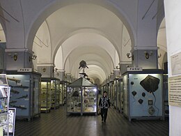 Hall in Museum of Zoology (Saint Petersburg)0.jpg