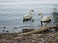 two swans at a shore with several small tree brackes on it