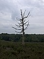 Heide im Amerongse Berg