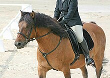 Vue de trois quarts d'un poney gras de couleur marron fauve et noir.