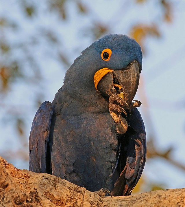 Гиацинтовый ара (Anodorhynchus hyacinthinus)