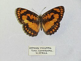 Byblia anvatara