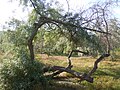 Маслинка вузьколиста (Elaeagnus angustifolia) - природна рослинність Куяльницького пересипу