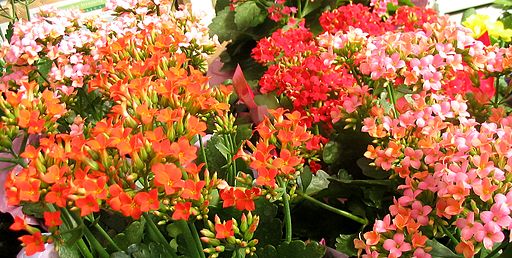 Kalanchoe 1