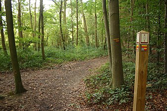 Le GR VA dans le Kloosterbos (Zottegem) (nl)