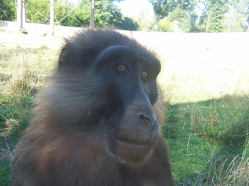 Tonkean macaque