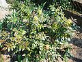 Mahonia aquifolium, ornamentale