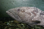 Epinephelus malabaricus