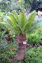 Jardin botanique tropical Fairchild (Miami, Floride)