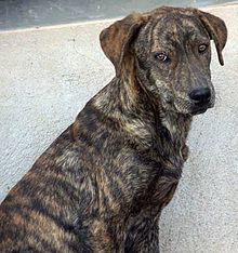young Mountain Cur