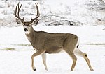 Mule buck elk creek m myatt (5489214303)