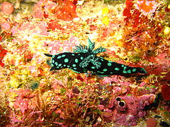 Nembrotha cristata, Бунакен ұлттық паркі