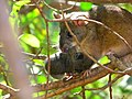 big-eared woodrat