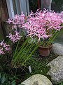 Nerine filifolia