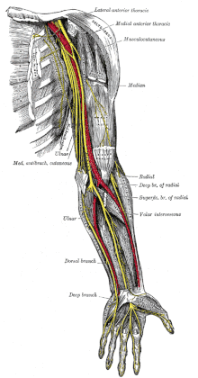 Figure anatomique du bras.